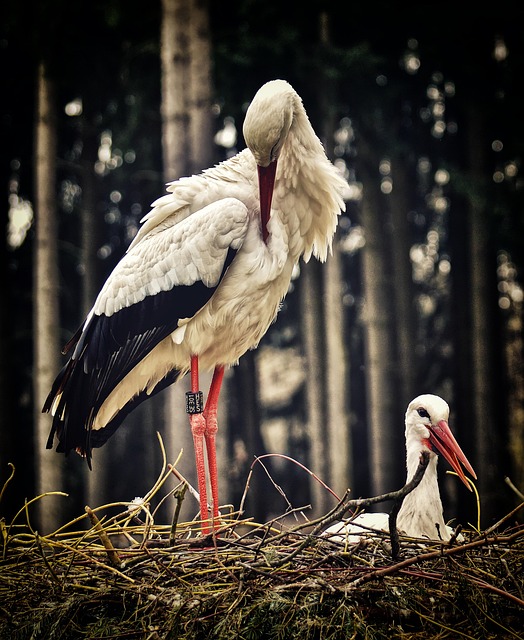 Story Images
